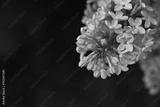 preview bw