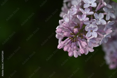 image to crop