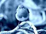 preview cold