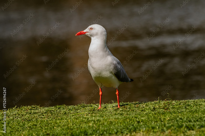 image to crop