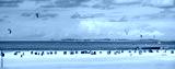 preview cold