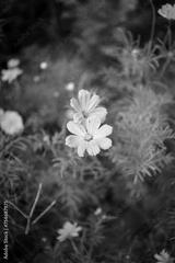 preview bw