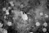 preview bw