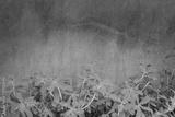 preview bw