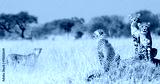 preview cold