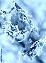 preview cold