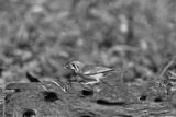 preview bw