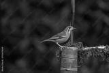 preview bw