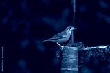 preview cold