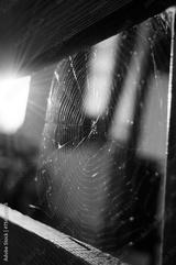 preview bw