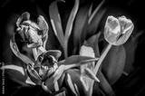 preview bw