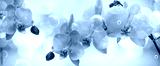 preview cold