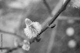 preview bw
