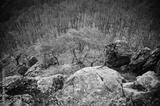 preview bw