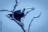 preview cold
