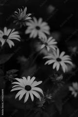 preview bw