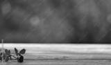 preview bw