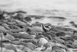 preview bw