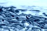 preview cold