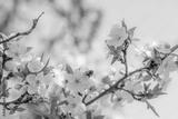 preview bw