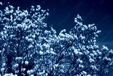 preview cold