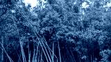 preview cold