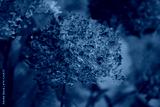 preview cold