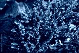 preview cold