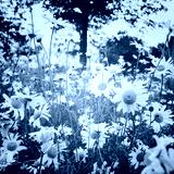 preview cold