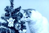 preview cold