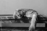 preview bw