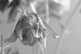 preview bw