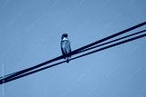 preview cold
