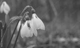 preview bw