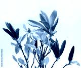 preview cold