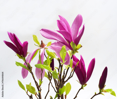 image to crop