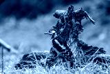 preview cold