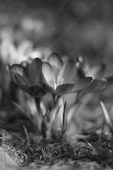 preview bw