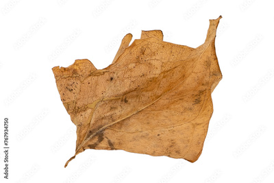 image to crop