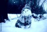 preview cold