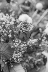 preview bw