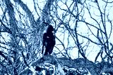 preview cold