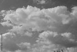 preview bw