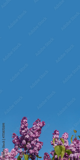 preview original