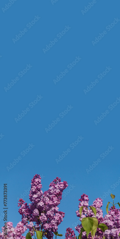 image to crop