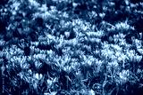preview cold