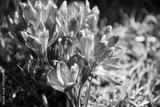 preview bw