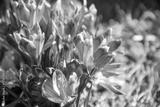 preview bw