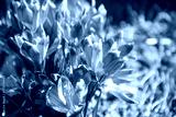 preview cold