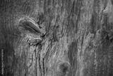 preview bw